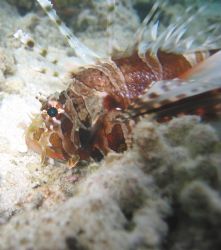 Zebra Lion Fish Canon Powershot S40 on macro no flash by Steve Dance 
